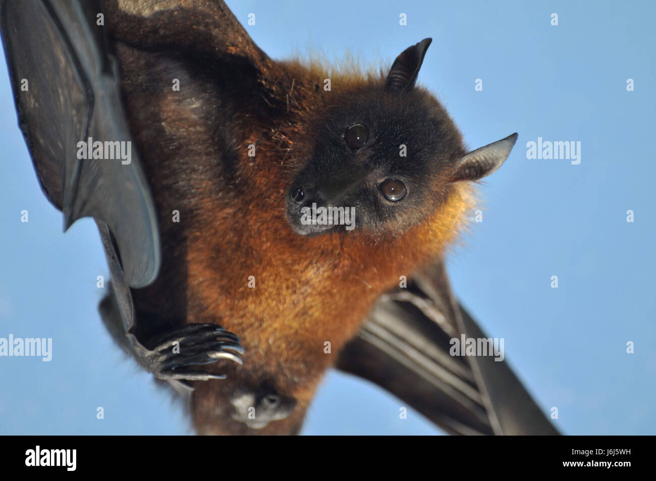 mammal defence attack bat innocent vegetarian defence defend attack safe  Stock Photo - Alamy