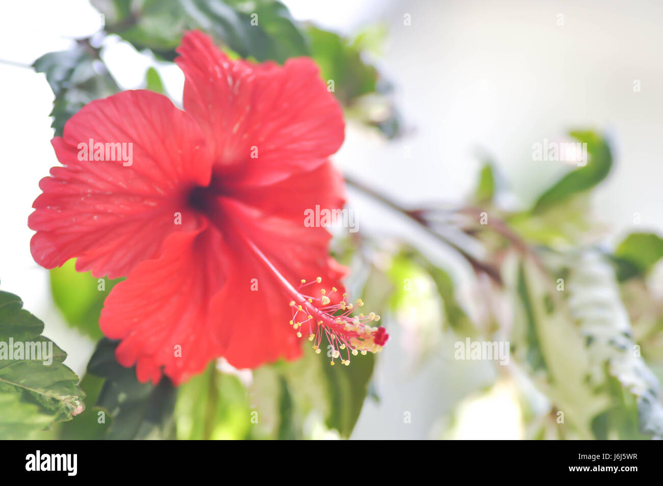 shoe flower,Chinese rose or Hibiscus Stock Photo
