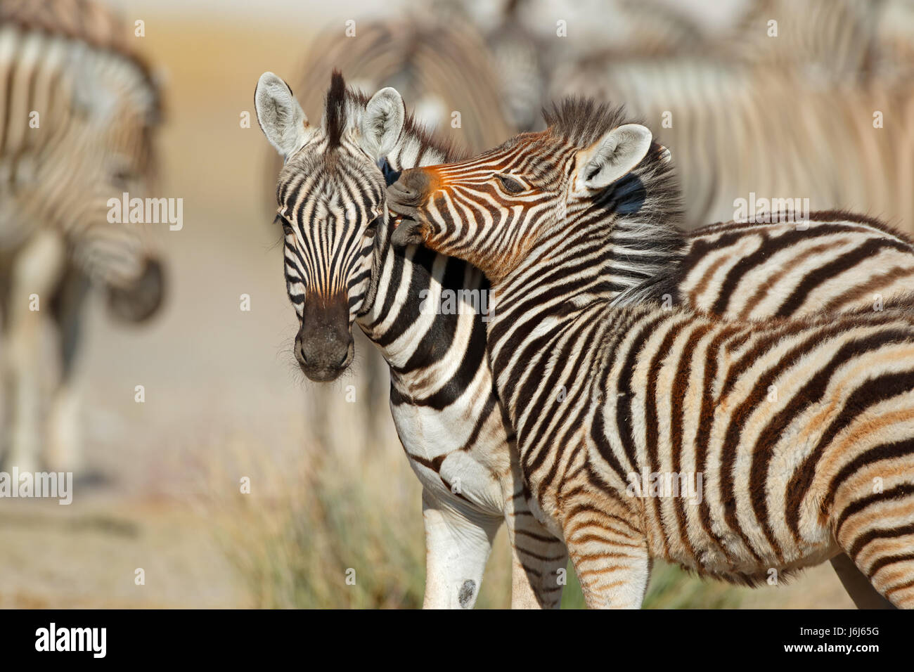 Plains zebra hires stock photography and images Alamy