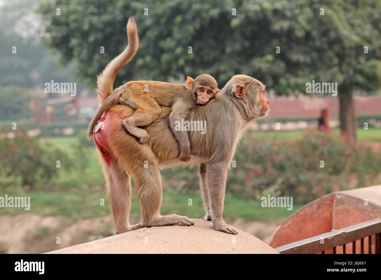 Urban rhesus macaque monkeys (Macaca mulatta) on the walls of the Agra Fort, India Stock Photo