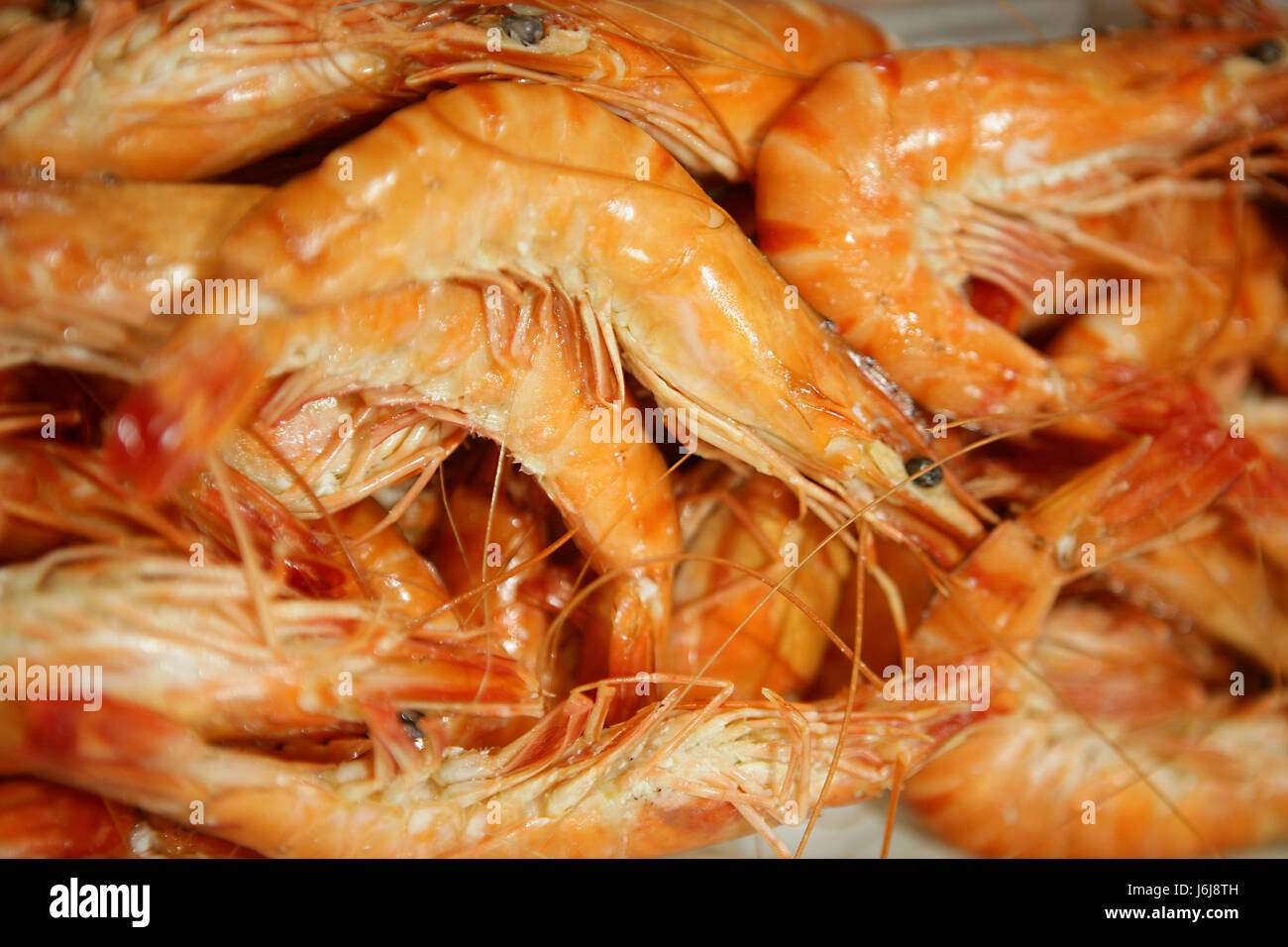 food,aliment,horizontal,fishmonger,crustaceans,display of prawns Stock ...