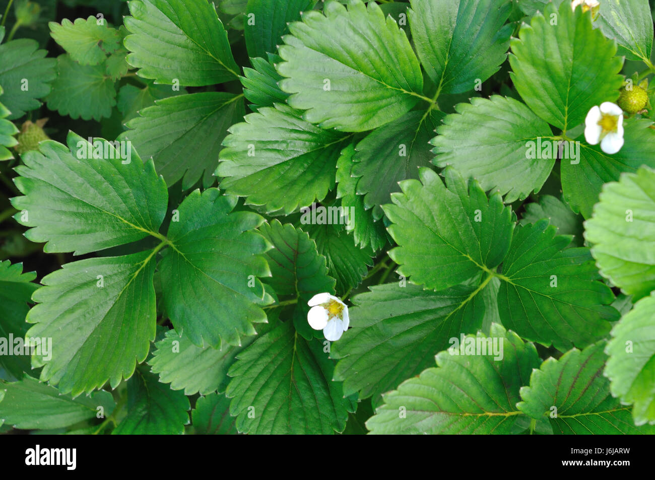 leaves and flowers of a strawberry background Stock Photo - Alamy