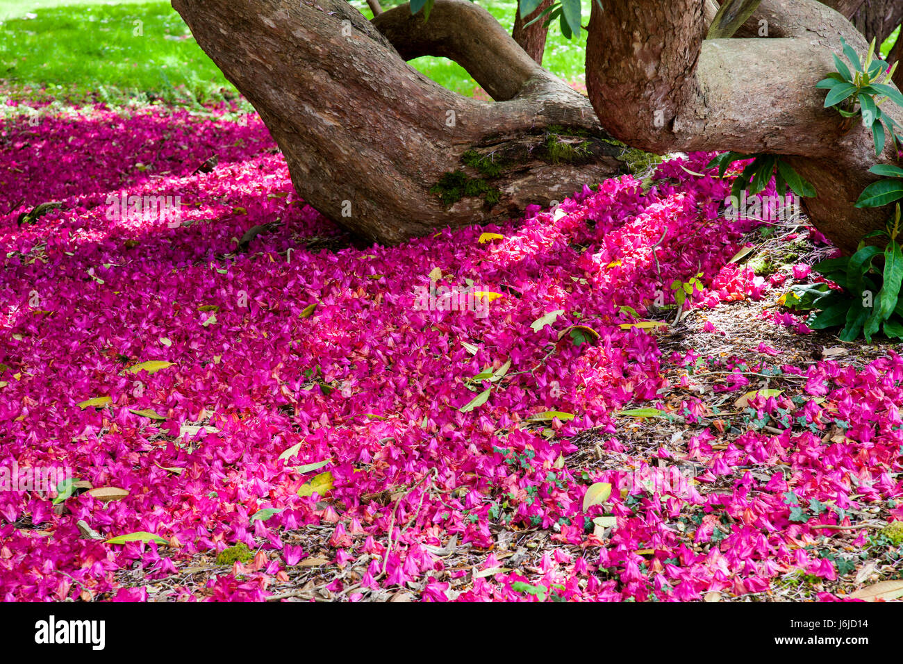 A Carpet of Rhododendron flowers on the ground Stock Photo