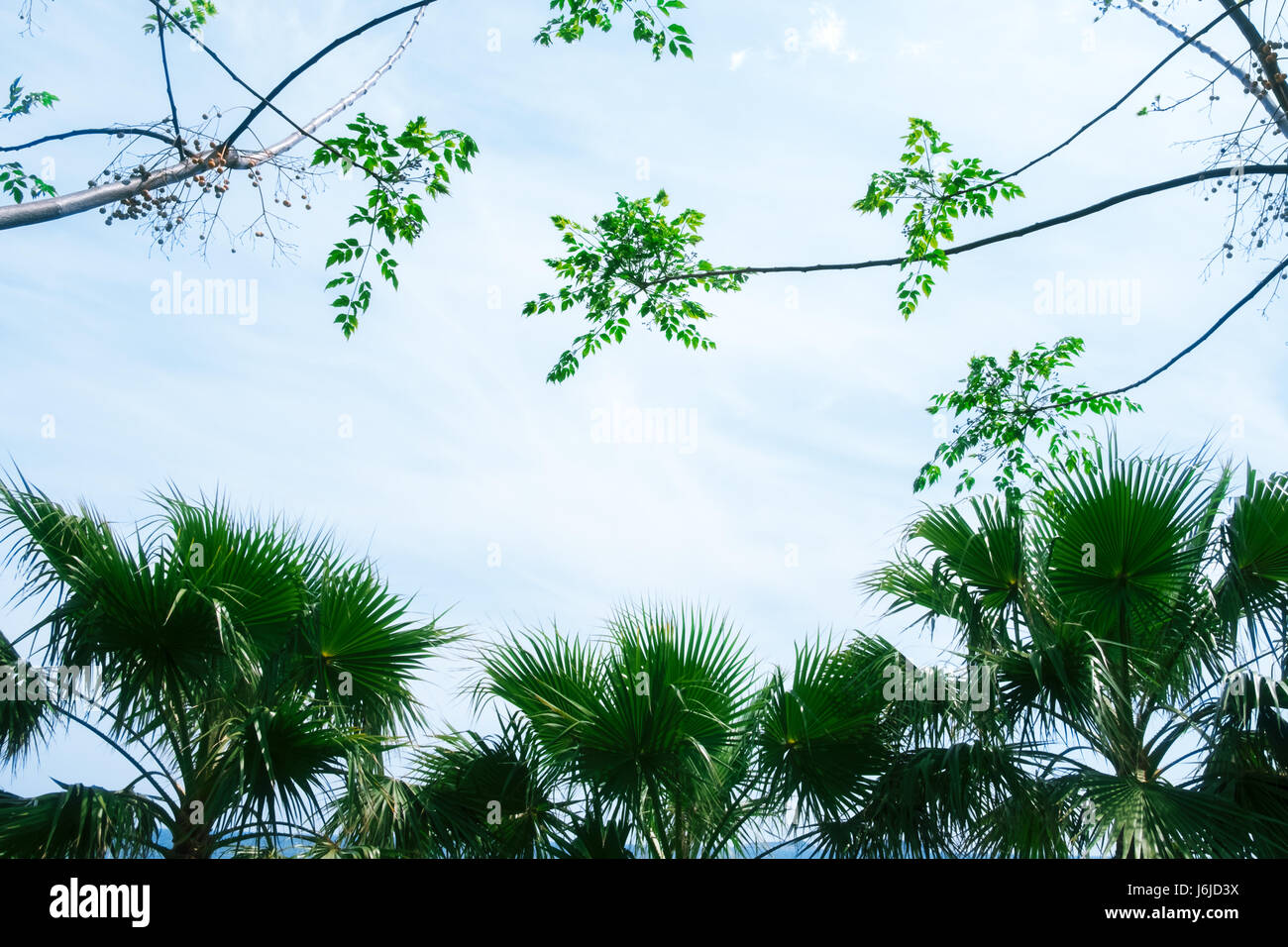 Palm tree silhouettes on blue sky background. Amazing summer scene on Mediterranean seacost Stock Photo