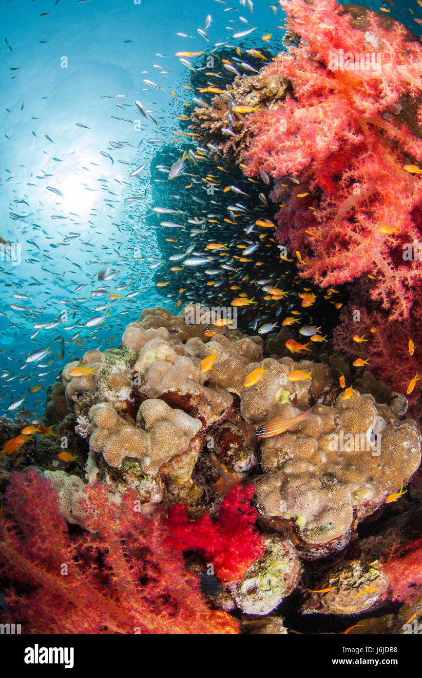 Soft coral, hard coral reef. Fish, underwater scenery. Stock Photo