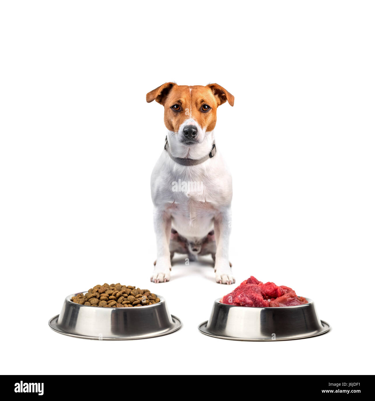 jack russel with food isolated on white background Stock Photo Alamy