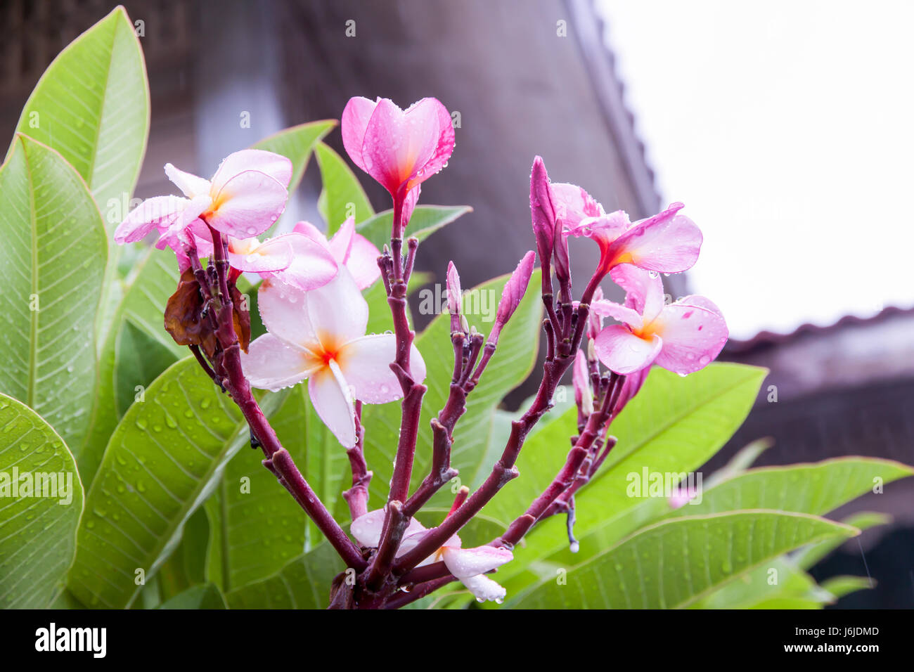 Plumeria or the plumeria tree frangipani tropical flowers when it rains. white and pink color. Stock Photo
