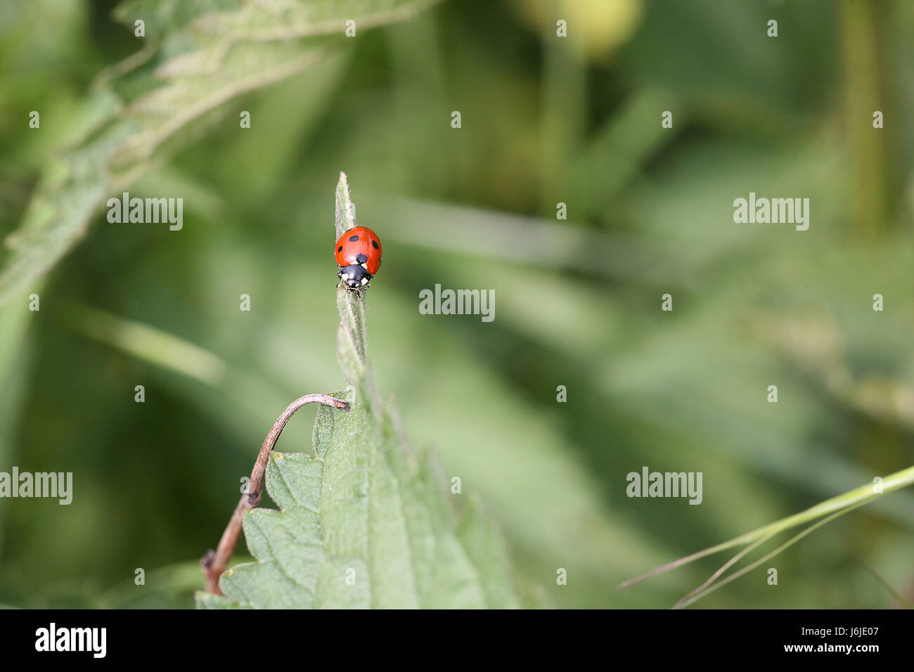 Lady bird beetle hi-res stock photography and images - Alamy