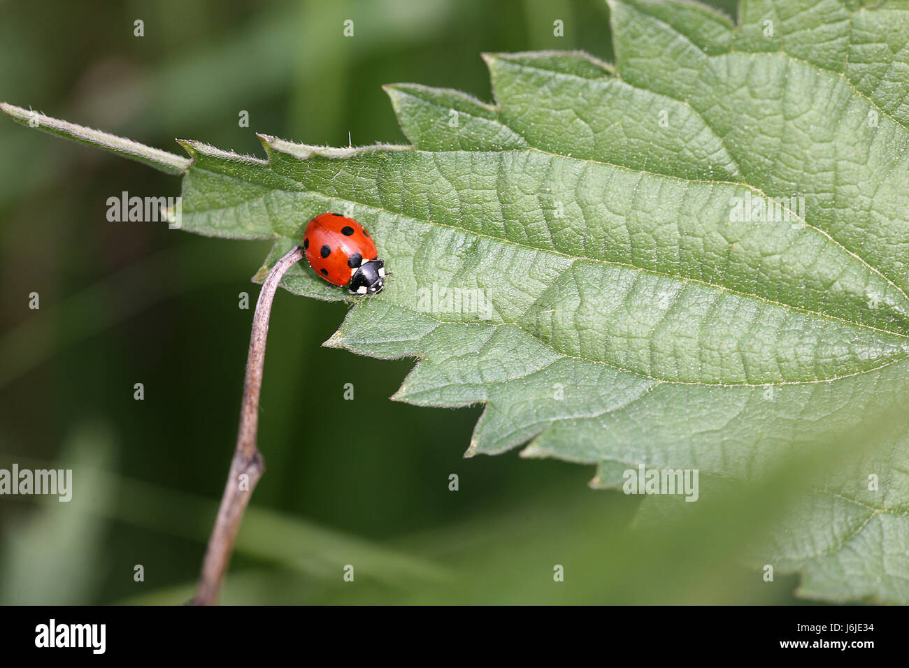 Lady bird beetle hi-res stock photography and images - Alamy