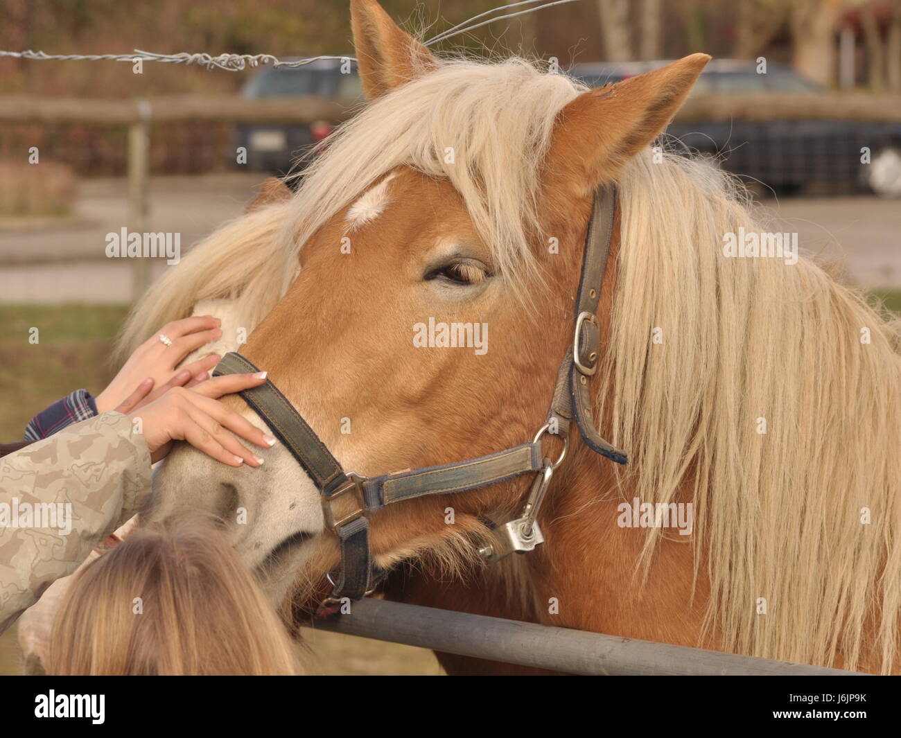 horse mammal agriculture farming farm animal caress dummy horse mammal mouth Stock Photo