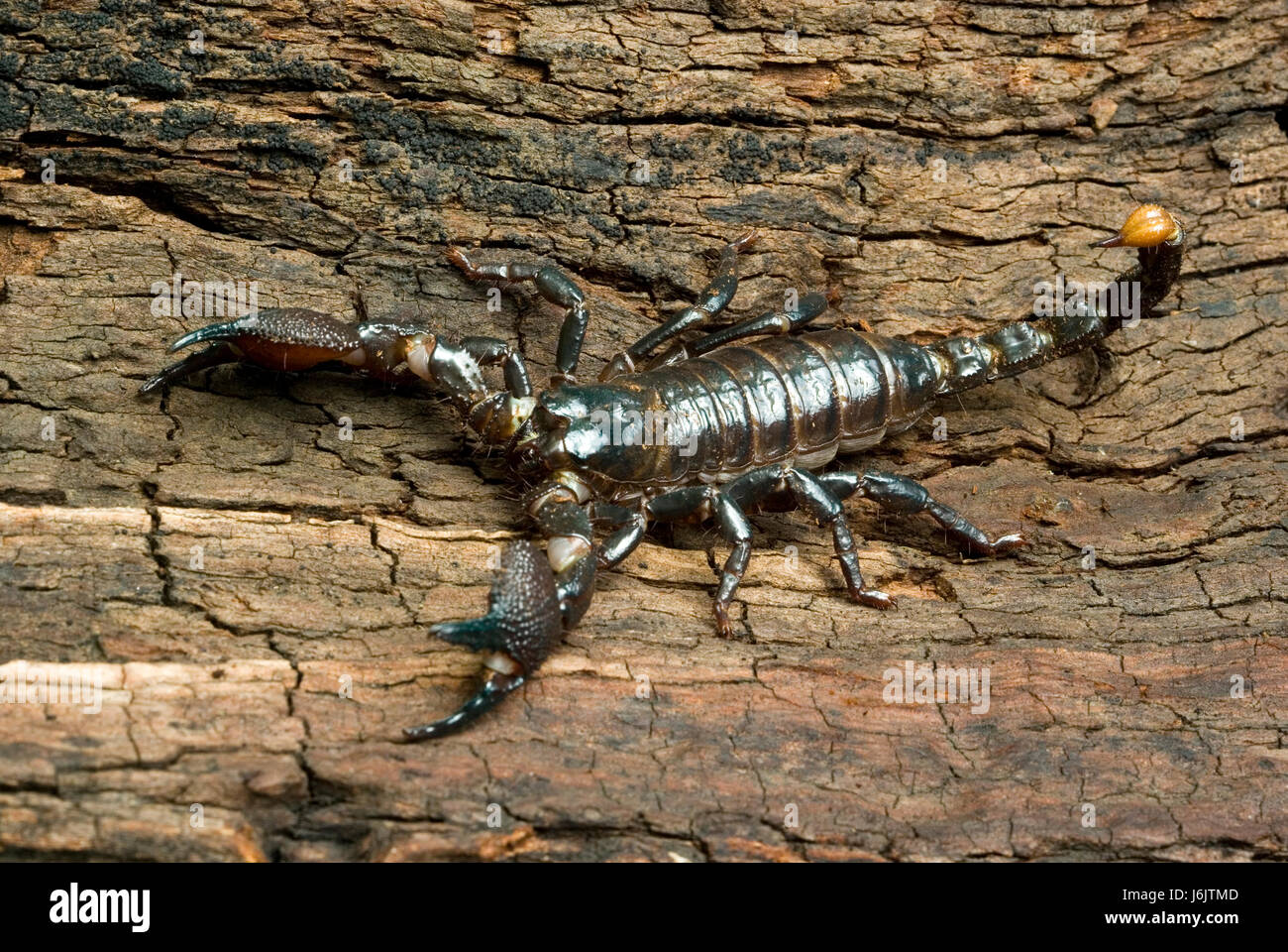 Imperial Scorpion Stock Photo