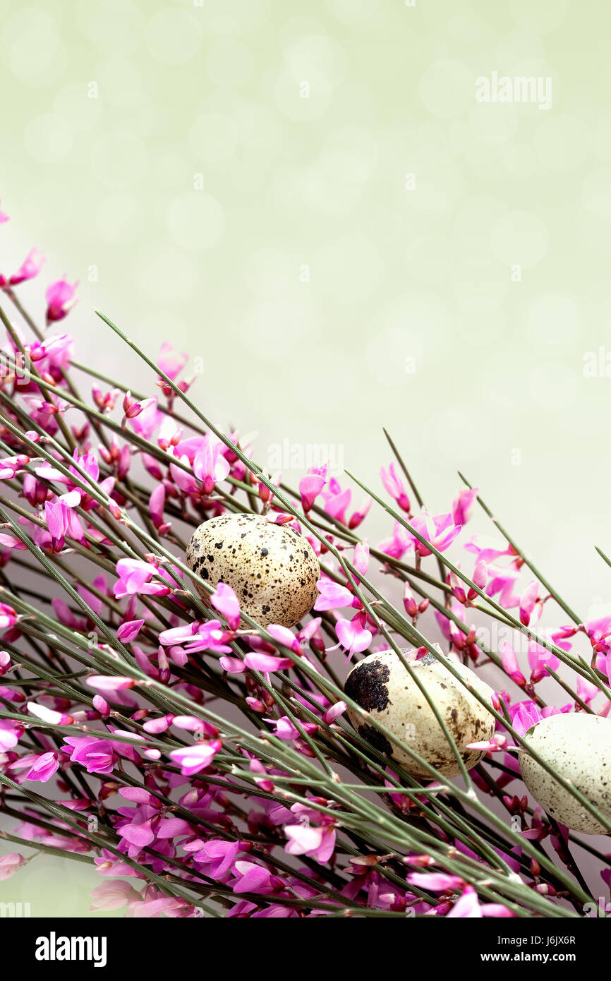 spring branches with eggs Stock Photo - Alamy