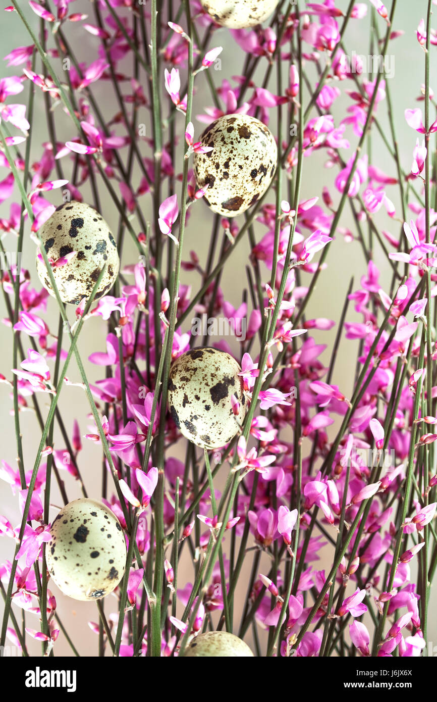spring branches with eggs Stock Photo - Alamy