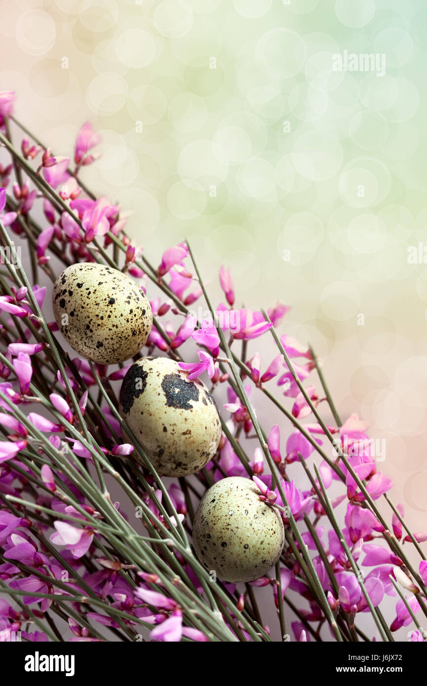 spring branches with eggs Stock Photo - Alamy