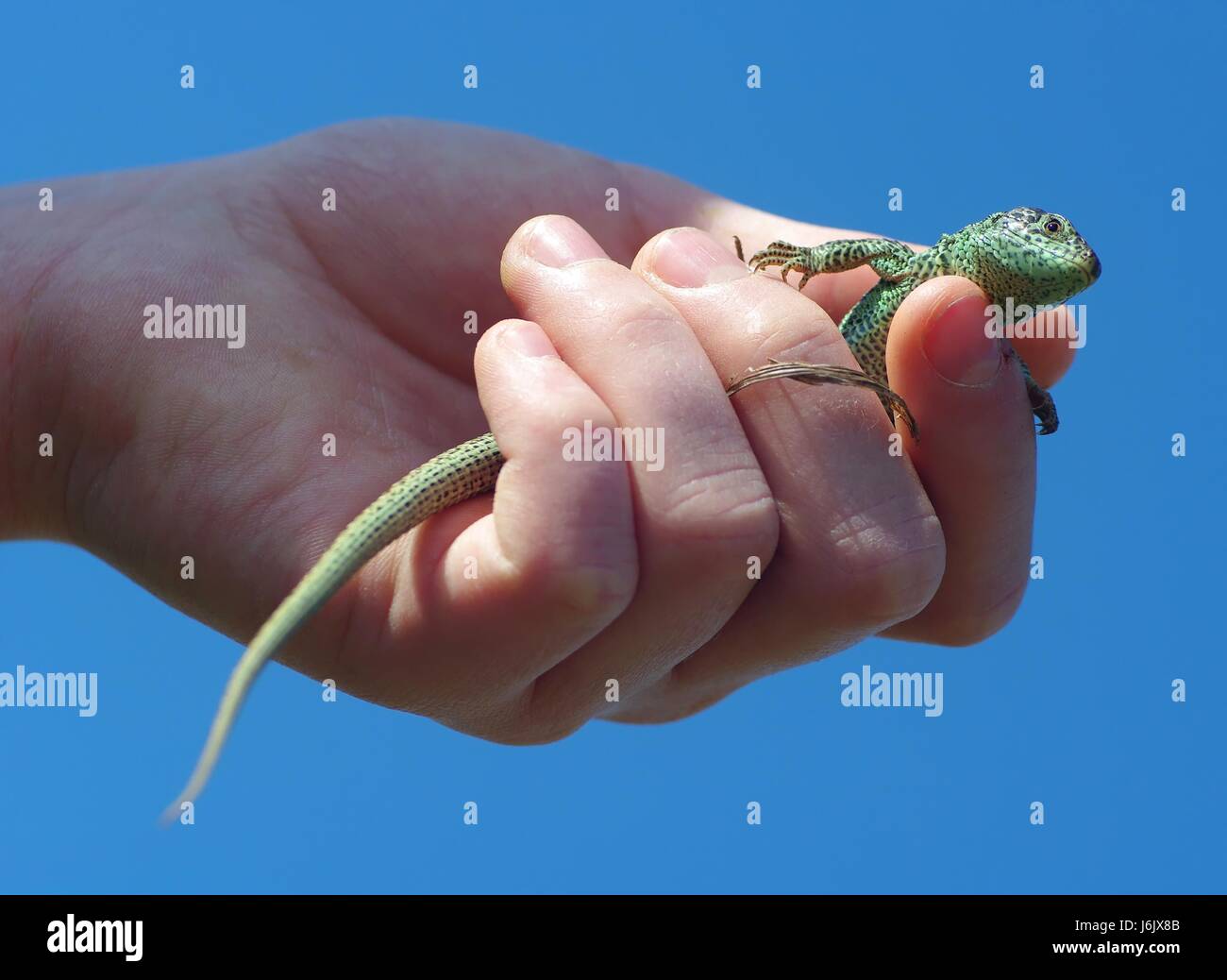 lizard gently in your hand Stock Photo