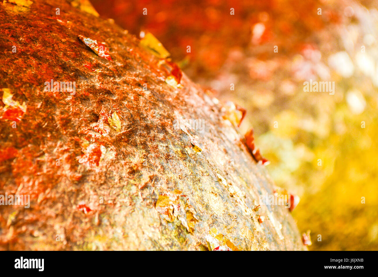 Gold leaf texture Stock Photo
