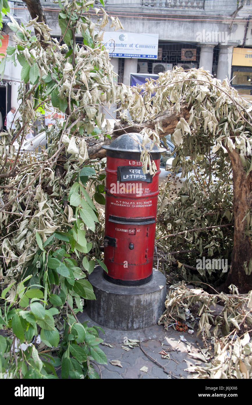 A small red postbox on Park Street or Mother Teresa Sarani formerly Burial Ground Road under a fallen tree branch Kolkata - Calcutta - India Stock Photo