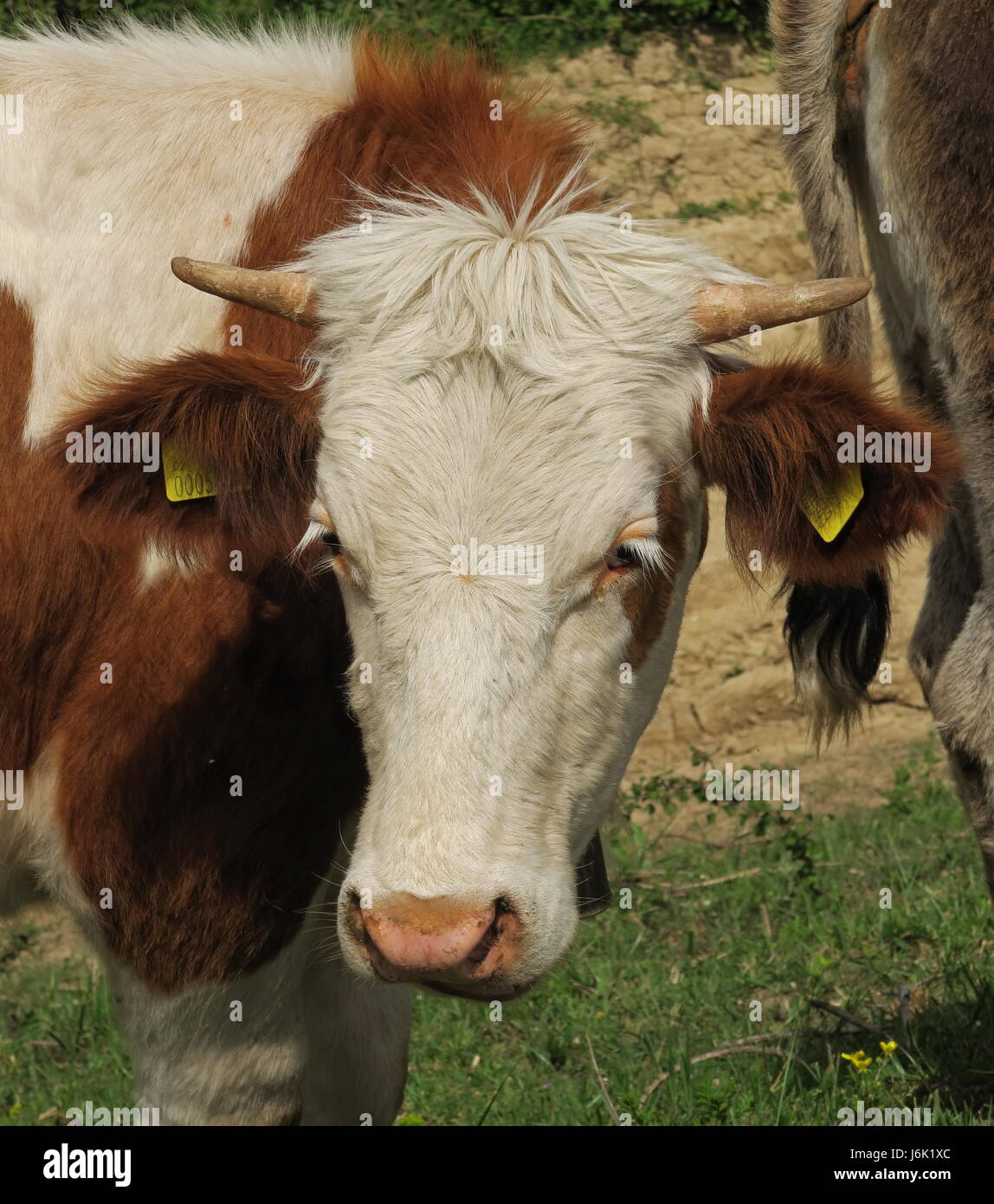 close up of cow  Hutovo Blato, Herzegovina, Bosnia and Herzegovina      April Stock Photo