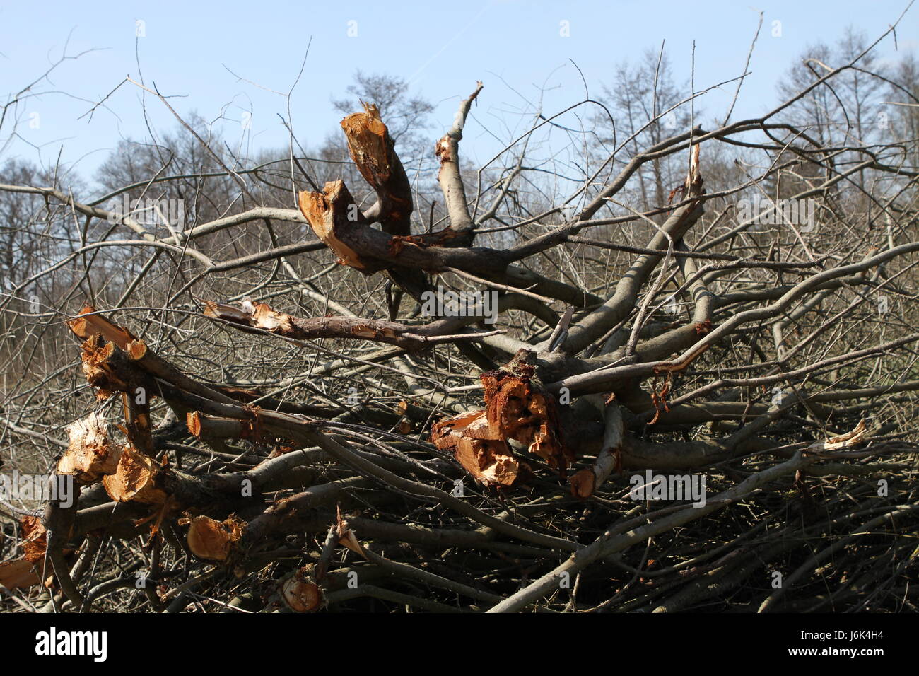 if clear-cut trees Stock Photo