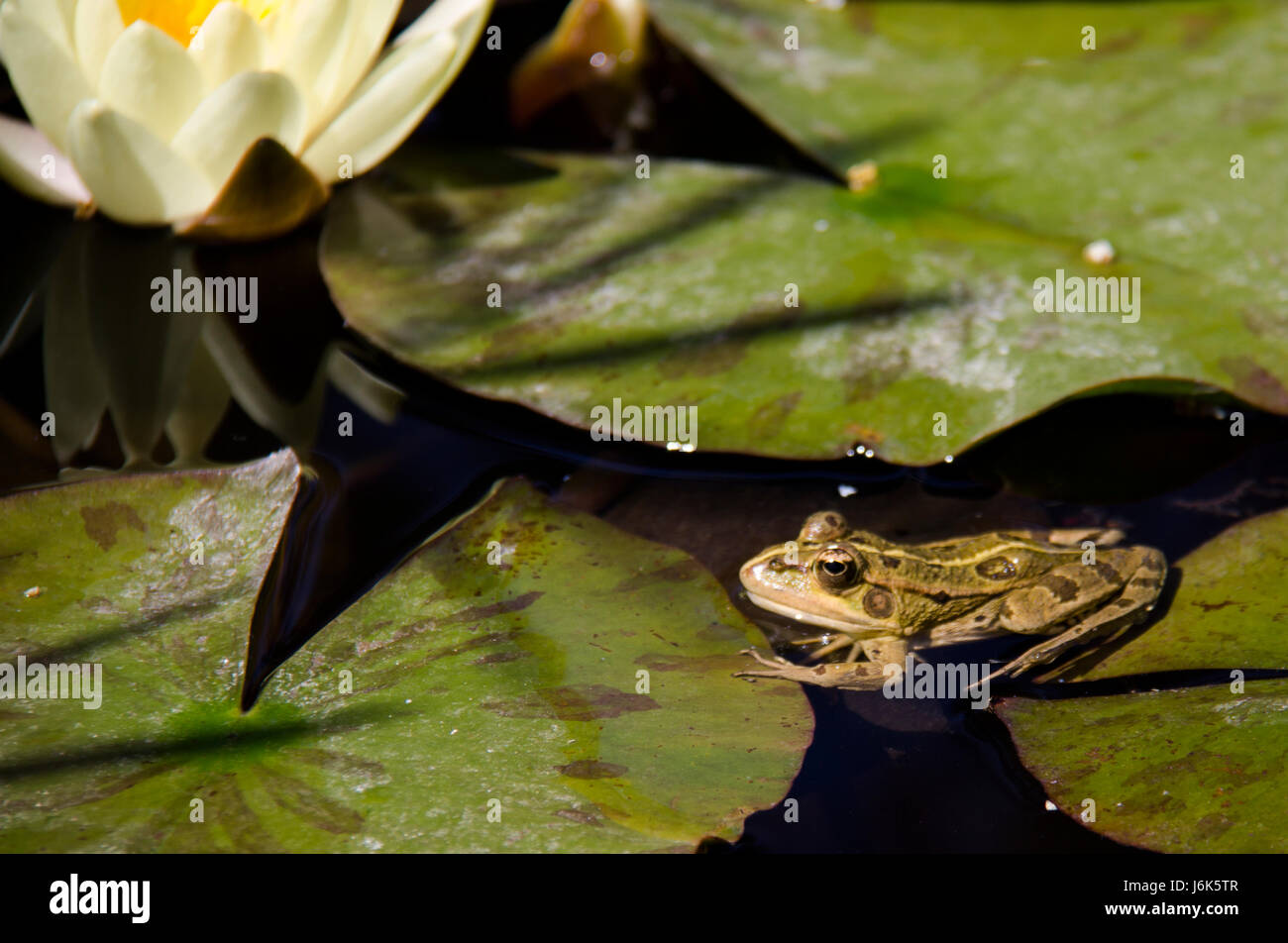 Common frog ( rana temporaria ) Stock Photo