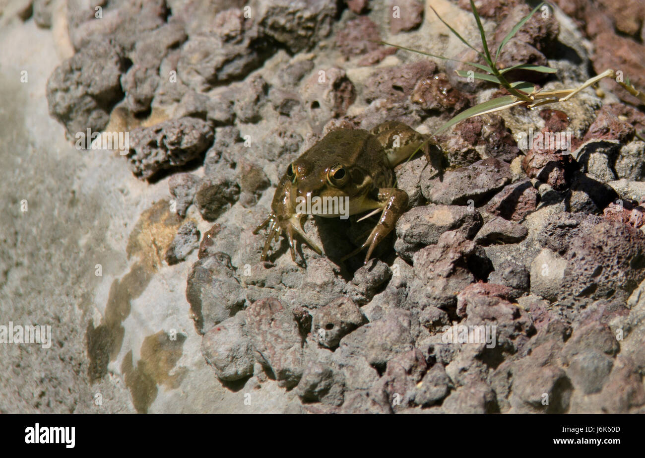 Common frog ( rana temporaria ) Stock Photo
