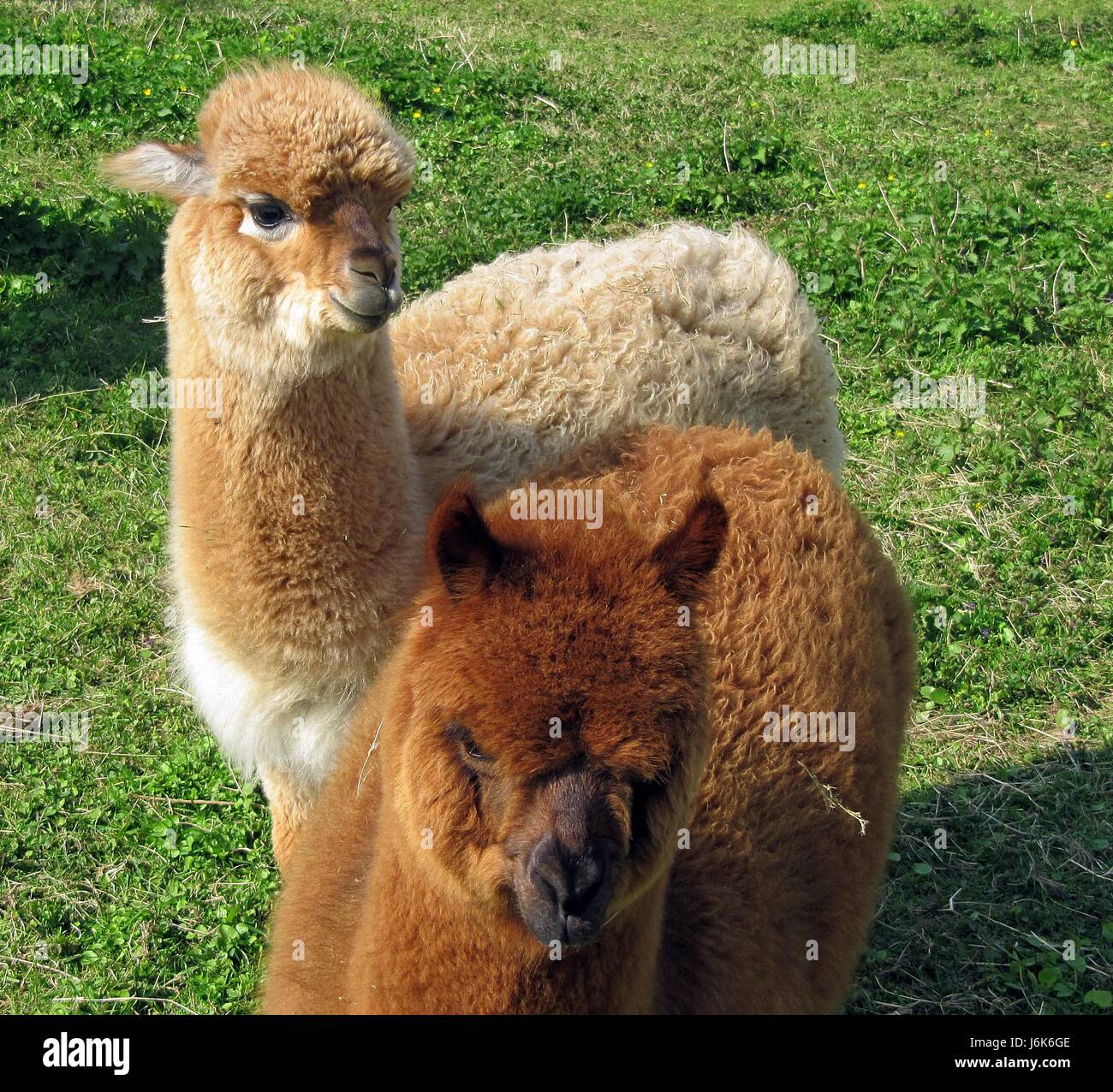 alpaca Stock Photo