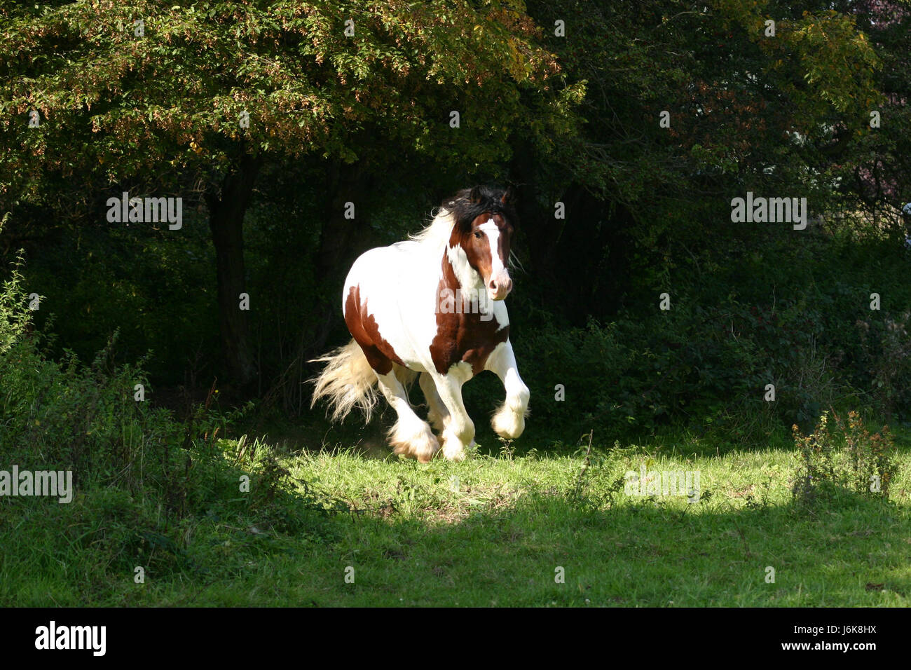 horse brown brownish brunette gallop stallion buck beautiful beauteously nice Stock Photo