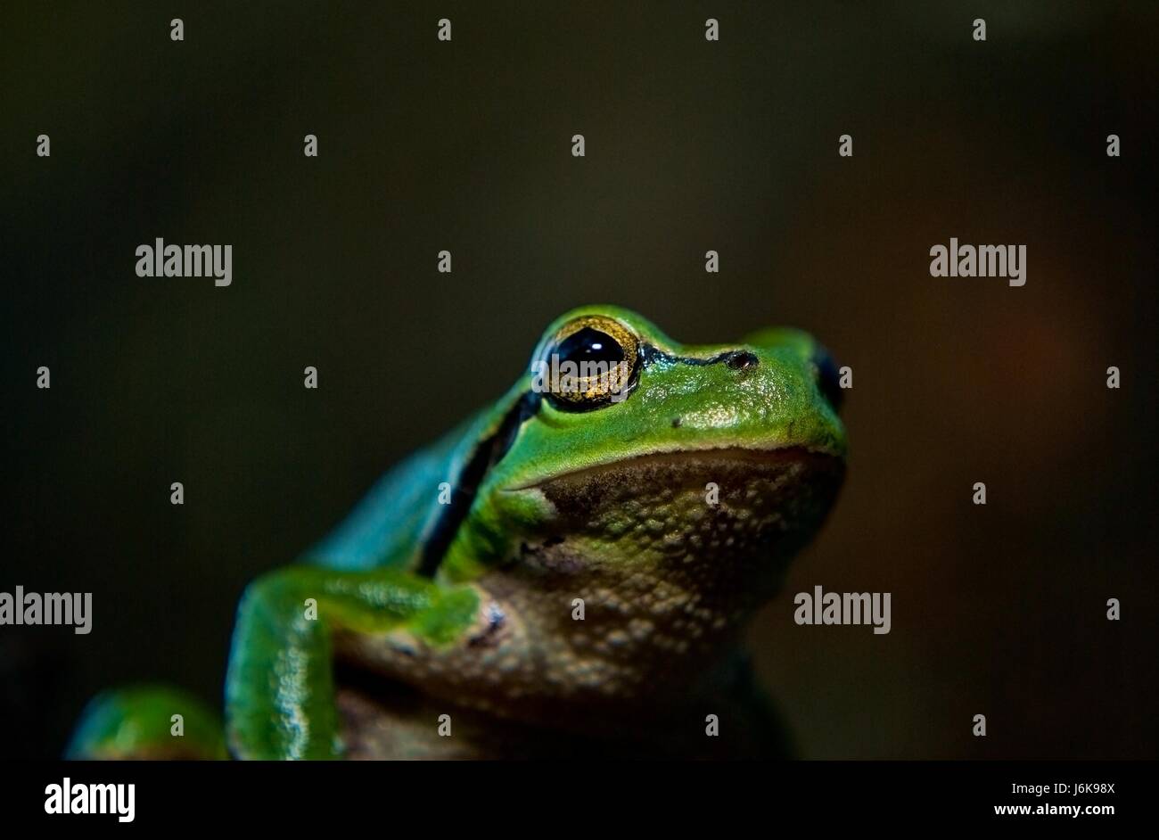 animal green small tiny little short amphibians frog greenback tree ...