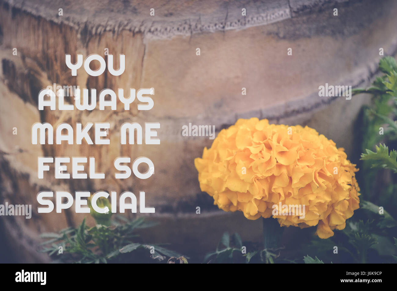 love quote with yellow flower background, you always make me feel so  special Stock Photo - Alamy