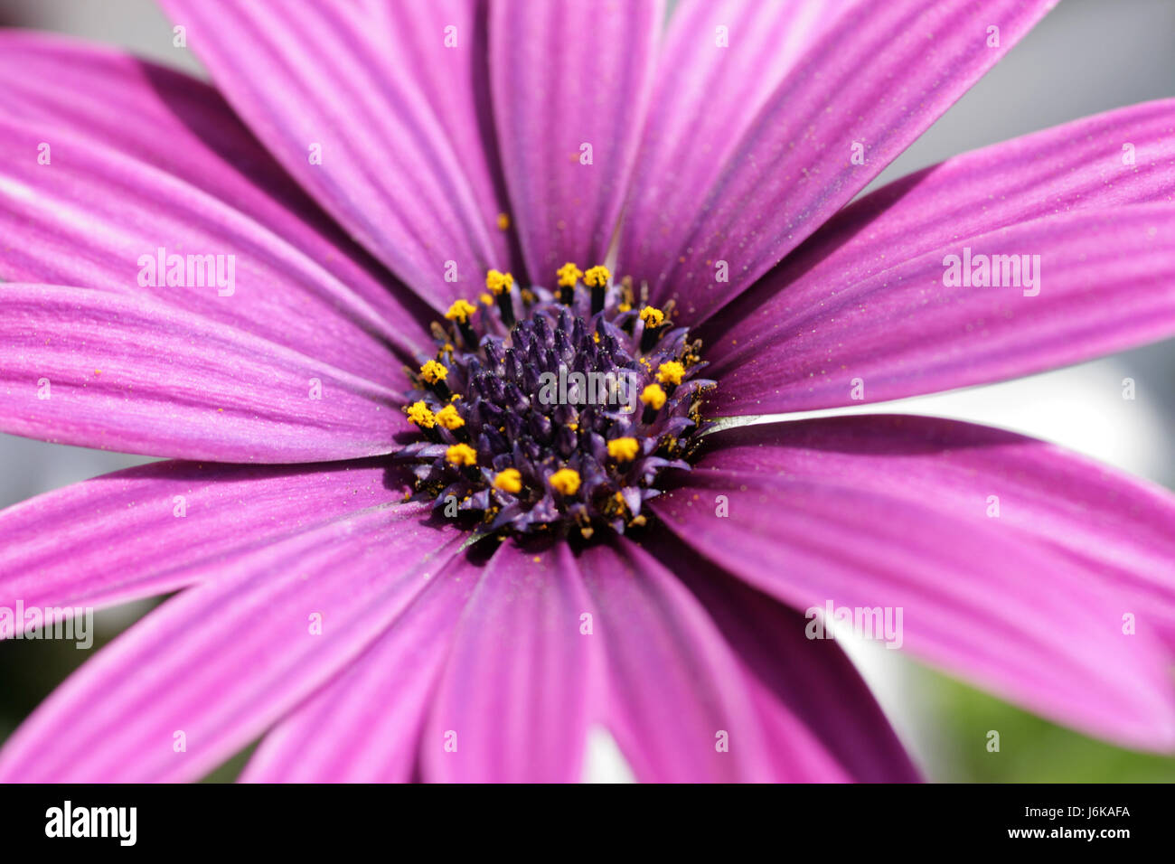 purple kapkrbchenblte Stock Photo