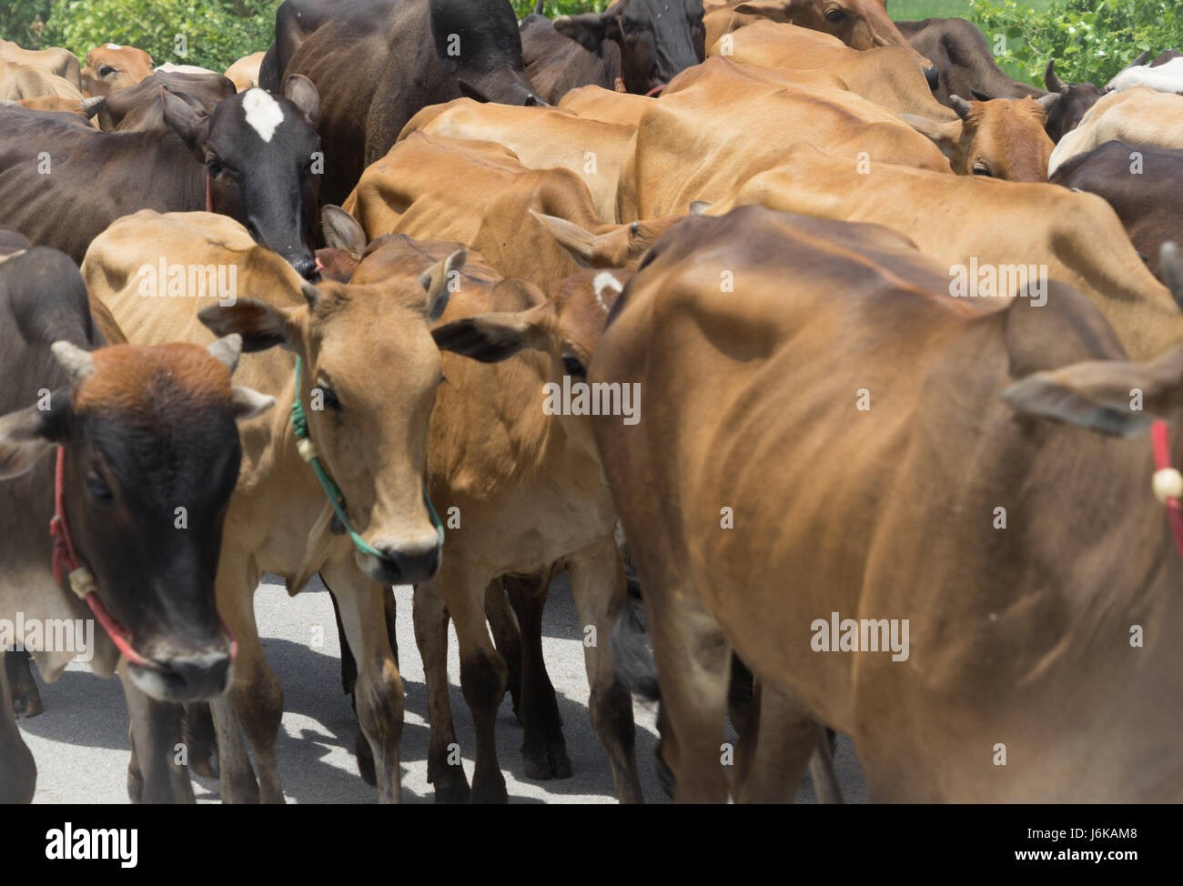 cow farm meat farming herd livestock Stock Photo