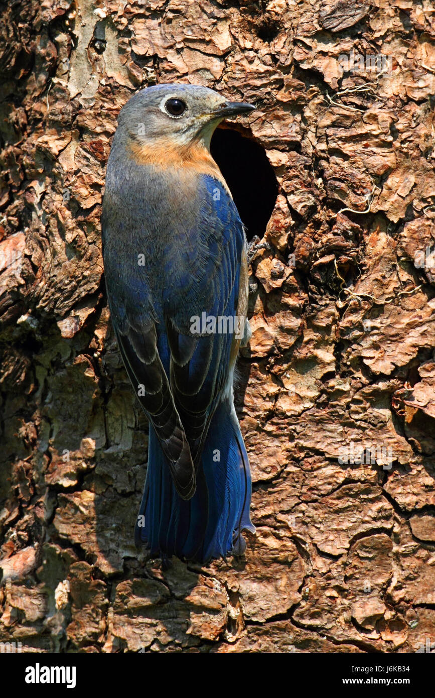 blue bird wild wildlife eastern nature blue tree animal bird fauna wild ...