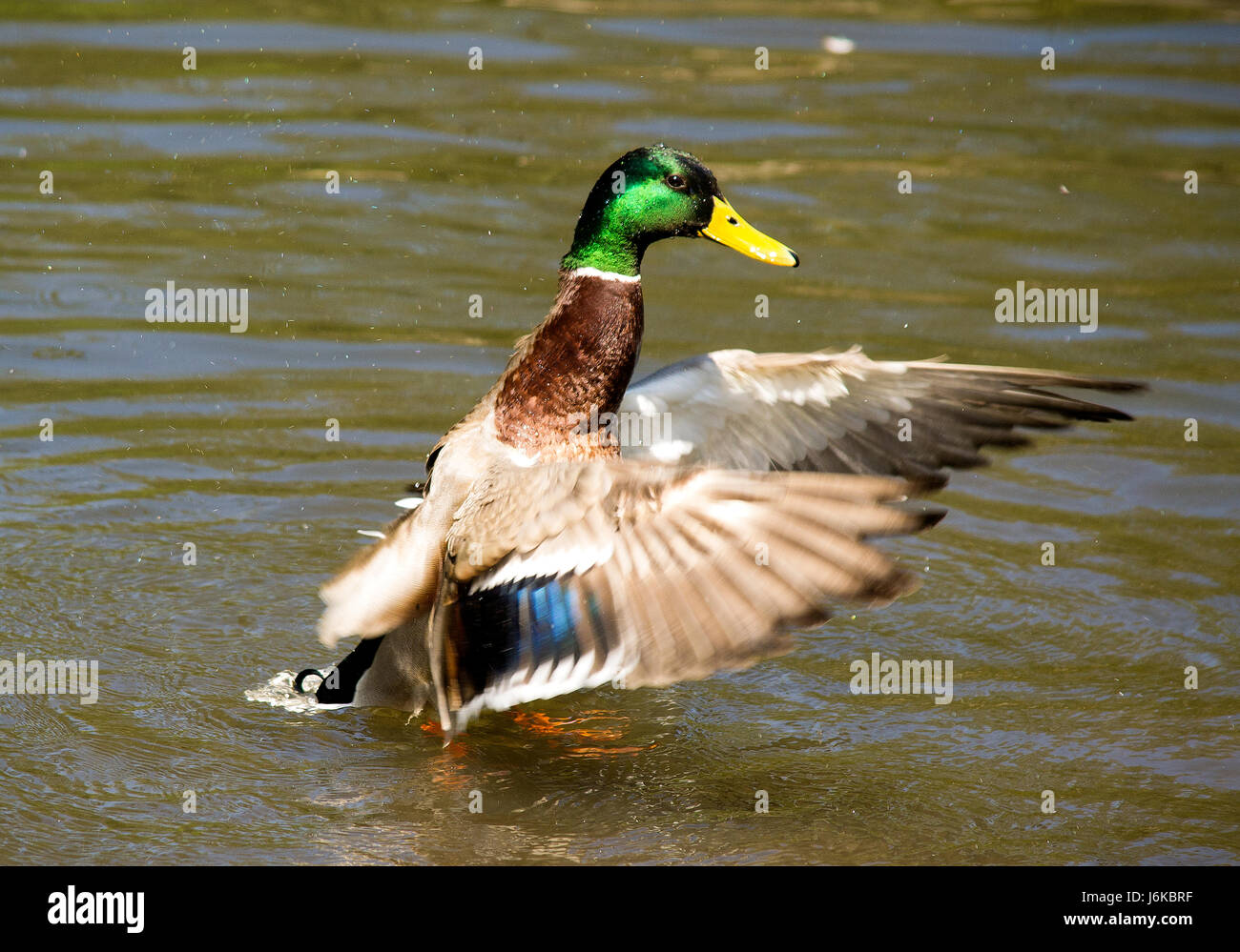 Mallard duck Stock Photo
