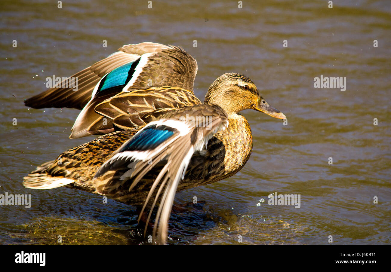 Mallard duck Stock Photo