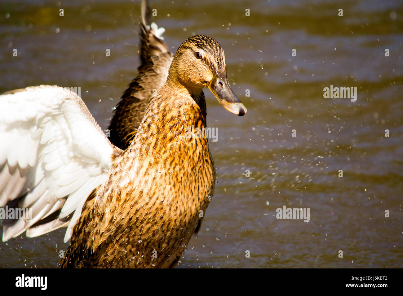 Mallard duck Stock Photo