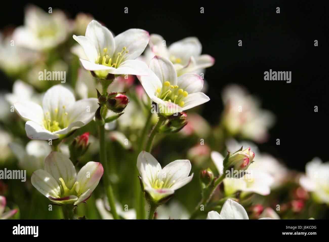 bloom blossom flourish flourishing rockery pale bright pure white snow white Stock Photo