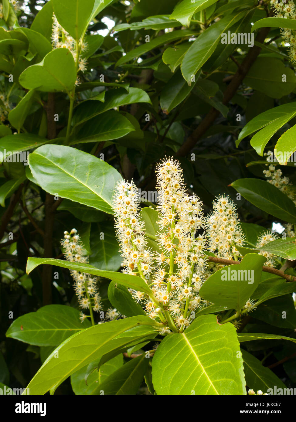 English laurel hires stock photography and images Alamy