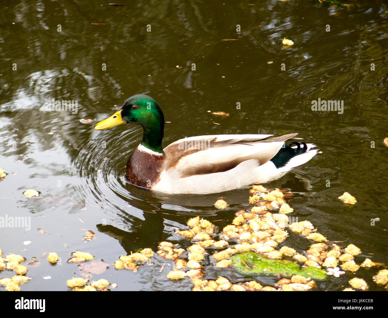 Mallard duck Stock Photo
