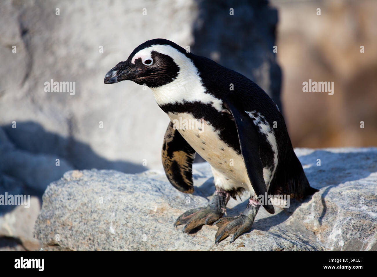 animal bird fauna penguin peck wings antarctica nature legs colour ...