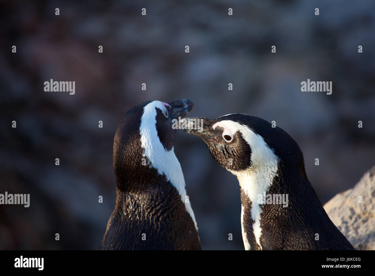 animal bird fauna penguin peck wings antarctica nature legs colour ...
