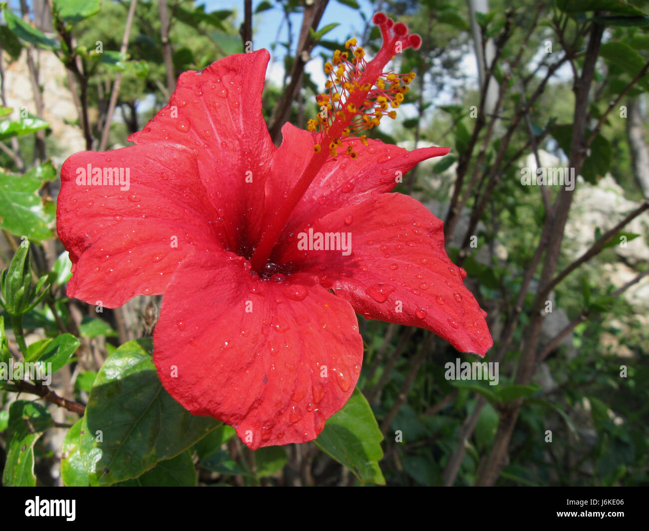 hibiscus flower with raindrops Stock Photo