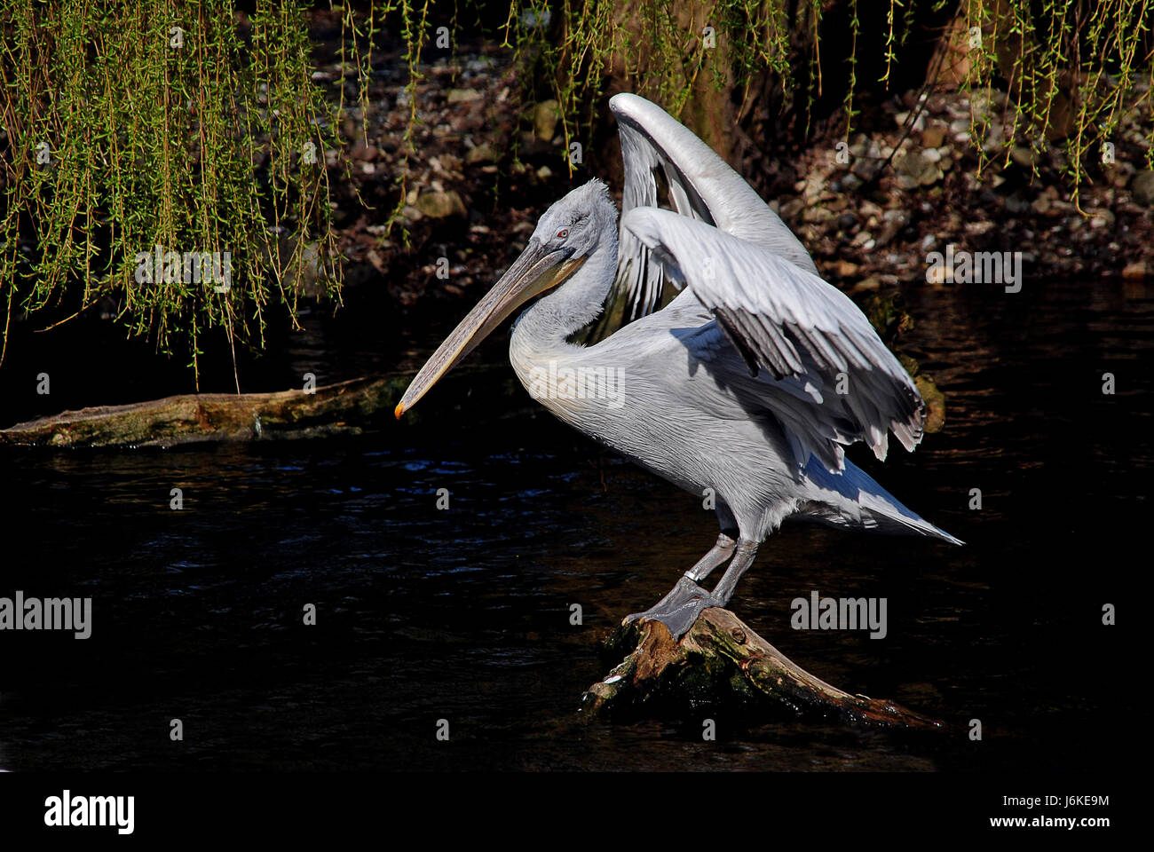 bird birds beak waterfowls pelican waterfowl beaks bird birds feathers