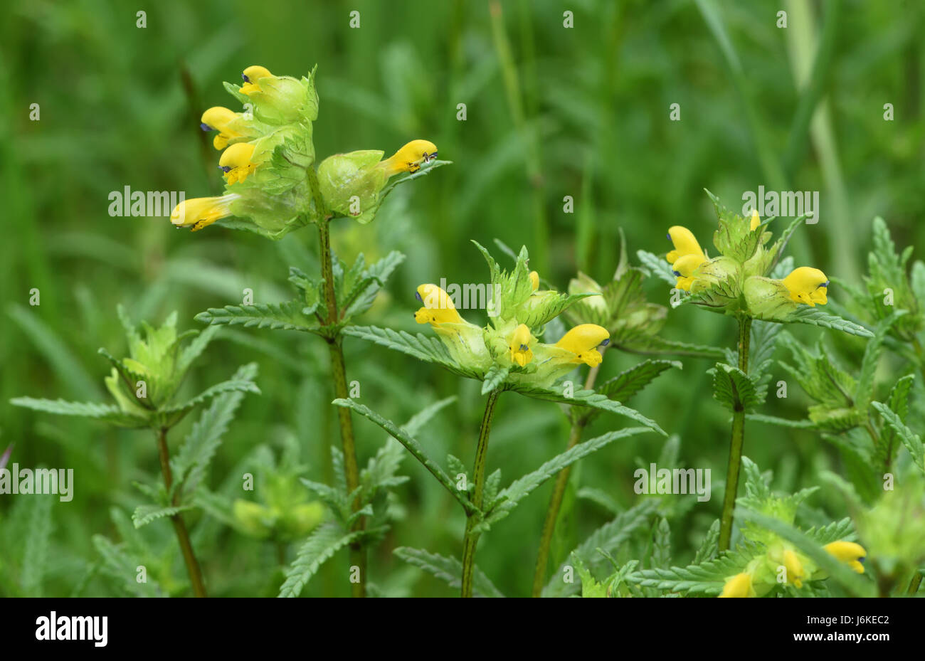 Yellow rattle (Rhinanthus minor) growing in poor grassland. Bedgebury