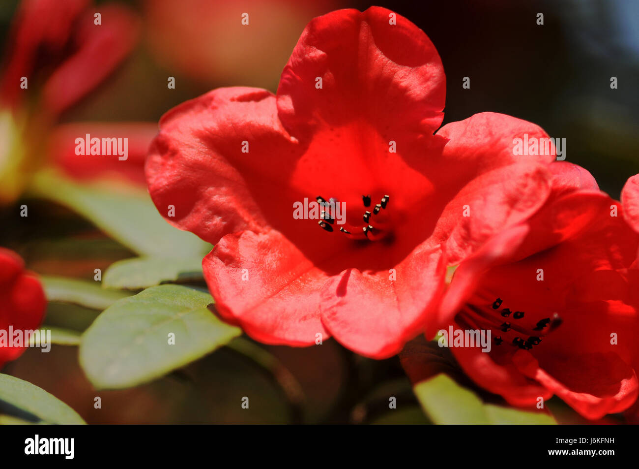 Red Rhododendron England Rhododendronblte hi-res stock photography and images - Alamy