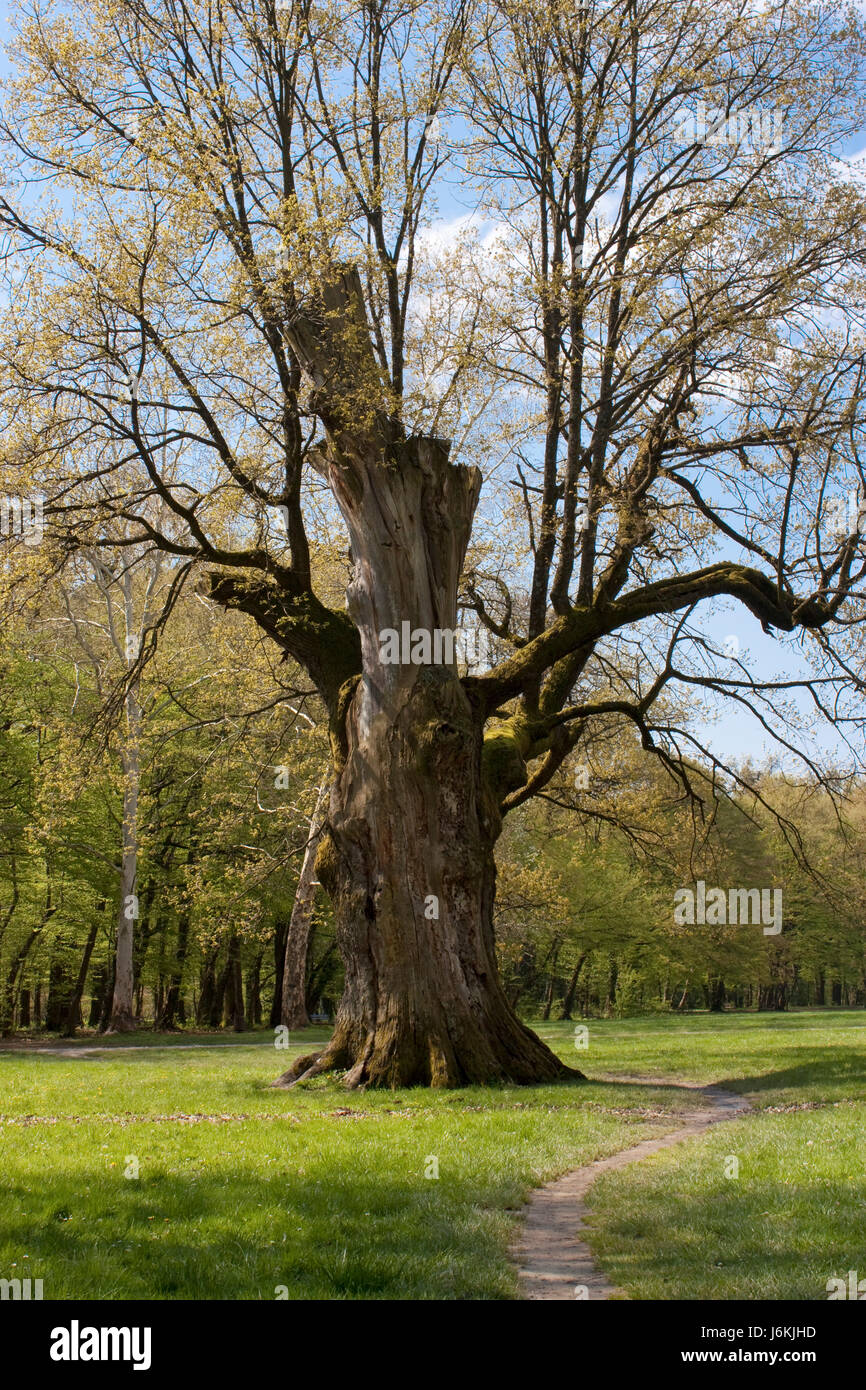 tree flora oak spring century old ancient nature leaf tree holiday vacation Stock Photo