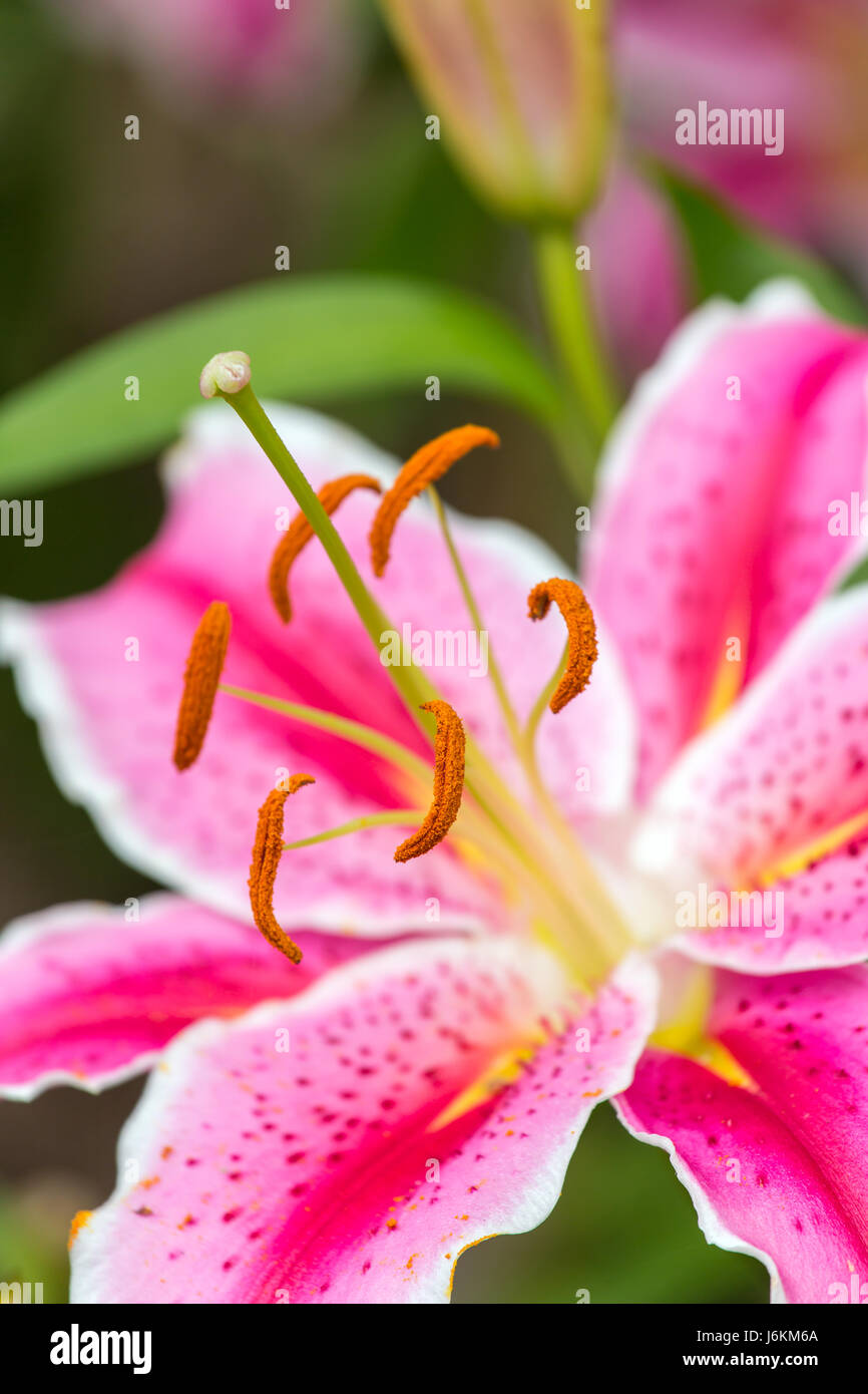 Asiatic lilies garden hires stock photography and images Alamy