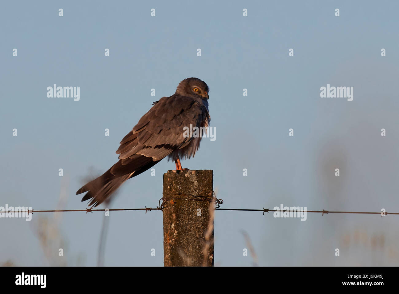Montagus harrier resting on a pole in erly morning light Stock Photo