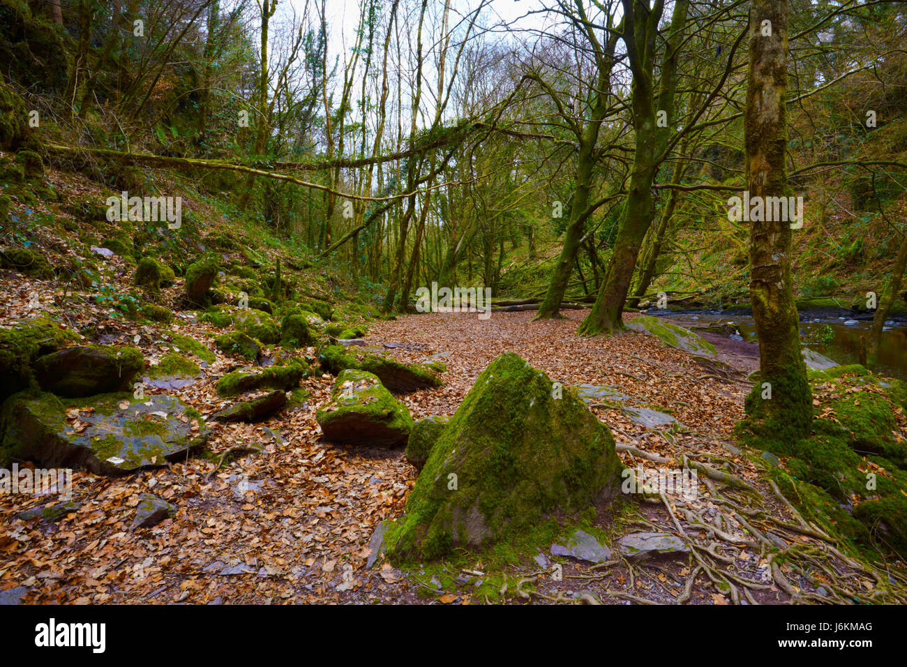 tree trees park outdoor woods woodland forest nature tree trees park outdoor Stock Photo