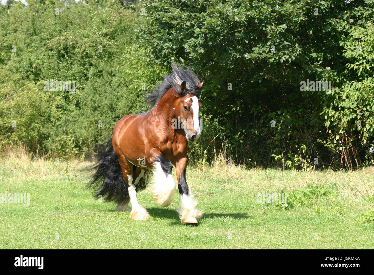 bay stallion Stock Photo