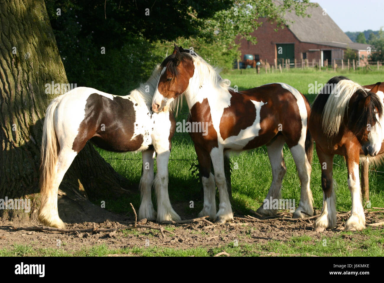 horse animal gelding mare foal mane beautiful beauteously nice big large Stock Photo